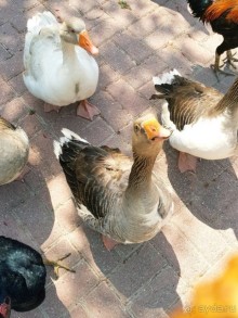 VONRESORT Golden Beach 5*