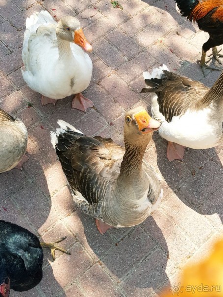 Гусики в ожидании кормежки