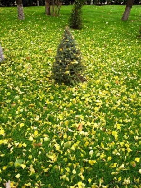 фото Holiday Garden Resort