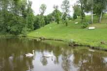 Соловей на месте куропатки