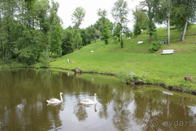 Соловей на месте куропатки