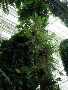 "Мир тропиков" в летней Москве - Фондовая оранжерея главного ботанического сада РАН