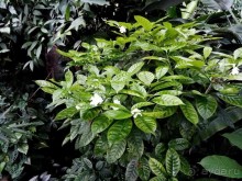 "Мир тропиков" в летней Москве - Фондовая оранжерея главного ботанического сада РАН