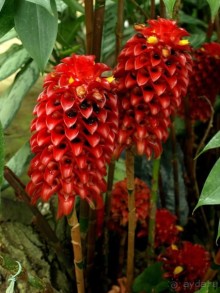 "Мир тропиков" в летней Москве - Фондовая оранжерея главного ботанического сада РАН