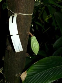 "Мир тропиков" в летней Москве - Фондовая оранжерея главного ботанического сада РАН