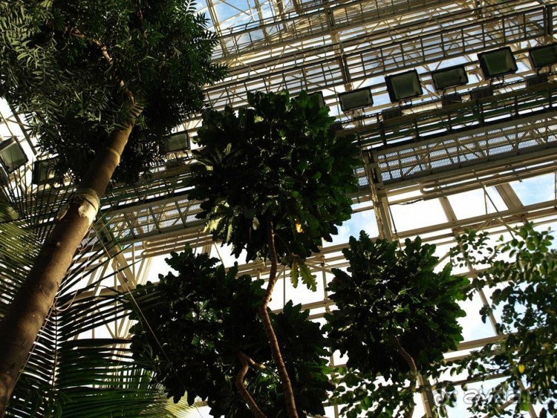 "Мир тропиков" в летней Москве - Фондовая оранжерея главного ботанического сада РАН