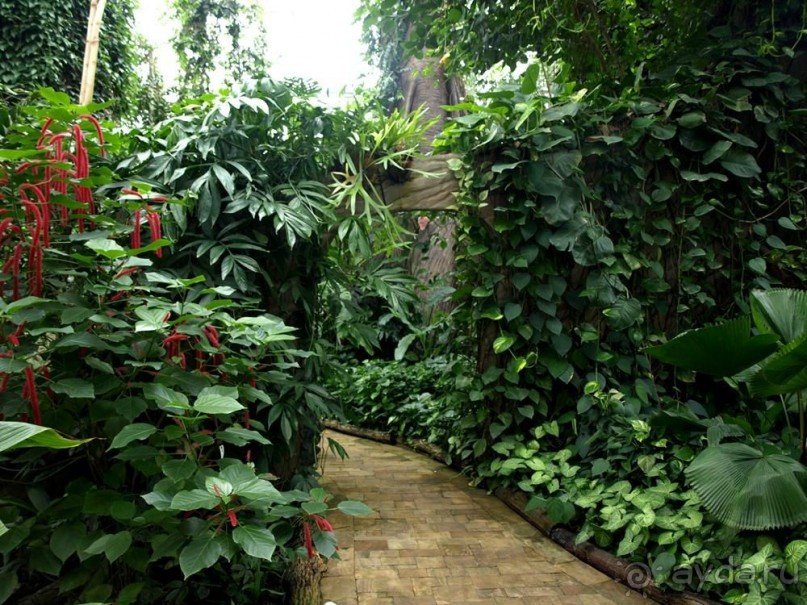 "Мир тропиков" в летней Москве - Фондовая оранжерея главного ботанического сада РАН