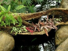 "Мир тропиков" в летней Москве - Фондовая оранжерея главного ботанического сада РАН