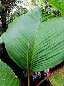 "Мир тропиков" в летней Москве - Фондовая оранжерея главного ботанического сада РАН