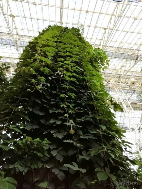 "Мир тропиков" в летней Москве - Фондовая оранжерея главного ботанического сада РАН