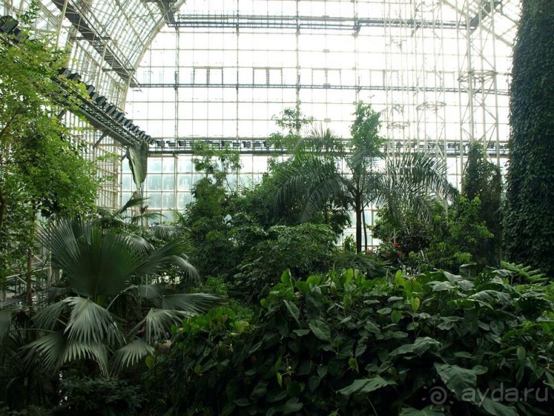 "Мир тропиков" в летней Москве - Фондовая оранжерея главного ботанического сада РАН