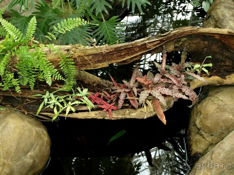 "Мир тропиков" в летней Москве - Фондовая оранжерея главного ботанического сада РАН