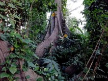 "Мир тропиков" в летней Москве - Фондовая оранжерея главного ботанического сада РАН