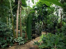 "Мир тропиков" в летней Москве - Фондовая оранжерея главного ботанического сада РАН