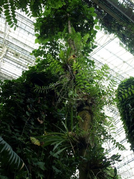 "Мир тропиков" в летней Москве - Фондовая оранжерея главного ботанического сада РАН "Мир тропиков" в летней Москве - Фондовая оранжерея главного ботанического сада РАН
