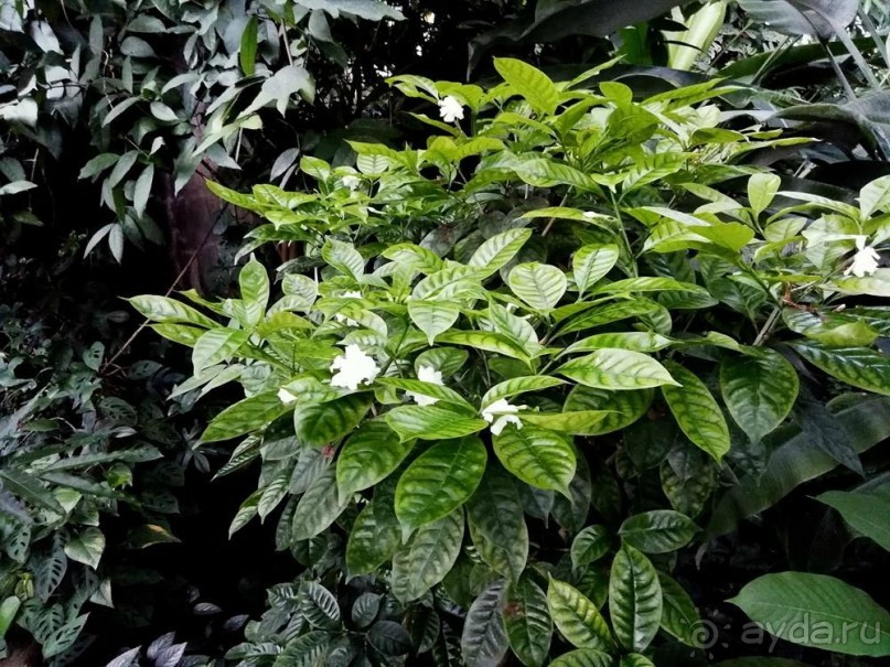 "Мир тропиков" в летней Москве - Фондовая оранжерея главного ботанического сада РАН "Мир тропиков" в летней Москве - Фондовая оранжерея главного ботанического сада РАН