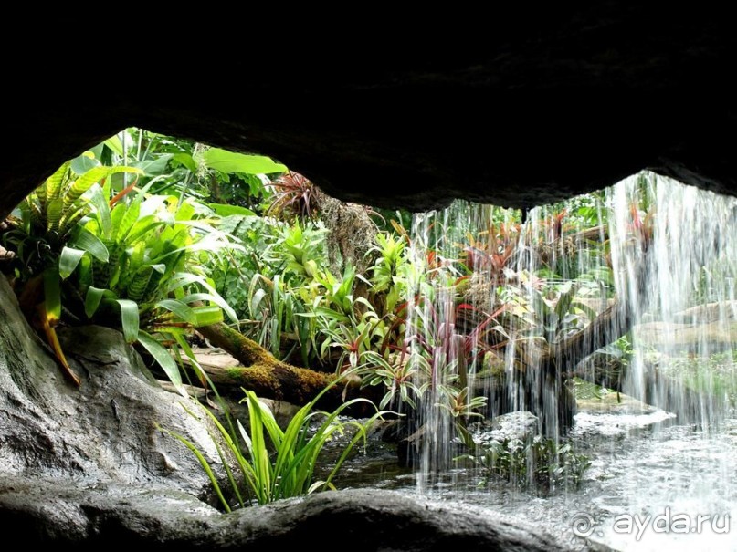 "Мир тропиков" в летней Москве - Фондовая оранжерея главного ботанического сада РАН "Мир тропиков" в летней Москве - Фондовая оранжерея главного ботанического сада РАН