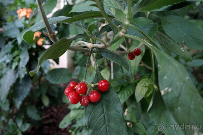 "Мир тропиков" в летней Москве - Фондовая оранжерея главного ботанического сада РАН "Мир тропиков" в летней Москве - Фондовая оранжерея главного ботанического сада РАН