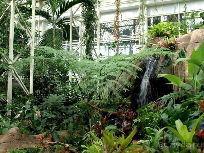"Мир тропиков" в летней Москве - Фондовая оранжерея главного ботанического сада РАН "Мир тропиков" в летней Москве - Фондовая оранжерея главного ботанического сада РАН