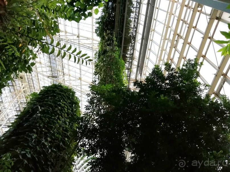 "Мир тропиков" в летней Москве - Фондовая оранжерея главного ботанического сада РАН "Мир тропиков" в летней Москве - Фондовая оранжерея главного ботанического сада РАН