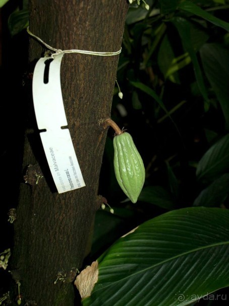 "Мир тропиков" в летней Москве - Фондовая оранжерея главного ботанического сада РАН "Мир тропиков" в летней Москве - Фондовая оранжерея главного ботанического сада РАН