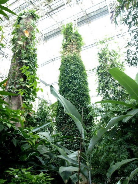"Мир тропиков" в летней Москве - Фондовая оранжерея главного ботанического сада РАН "Мир тропиков" в летней Москве - Фондовая оранжерея главного ботанического сада РАН
