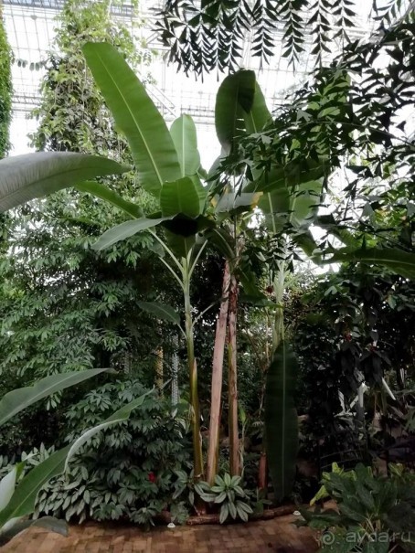 "Мир тропиков" в летней Москве - Фондовая оранжерея главного ботанического сада РАН "Мир тропиков" в летней Москве - Фондовая оранжерея главного ботанического сада РАН