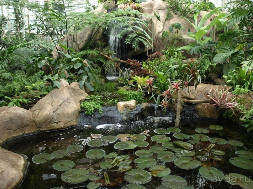 "Мир тропиков" в летней Москве - Фондовая оранжерея главного ботанического сада РАН "Мир тропиков" в летней Москве - Фондовая оранжерея главного ботанического сада РАН