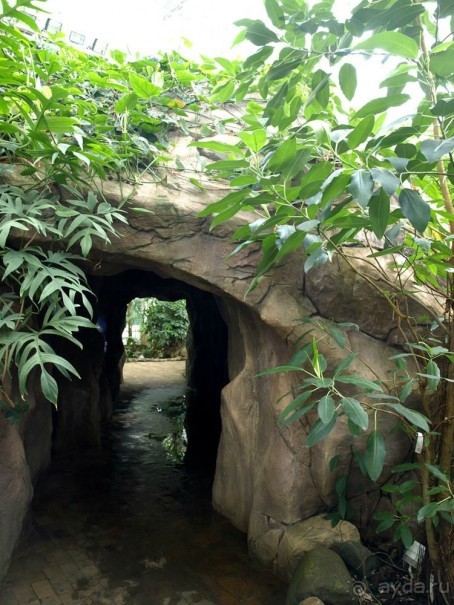 "Мир тропиков" в летней Москве - Фондовая оранжерея главного ботанического сада РАН "Мир тропиков" в летней Москве - Фондовая оранжерея главного ботанического сада РАН