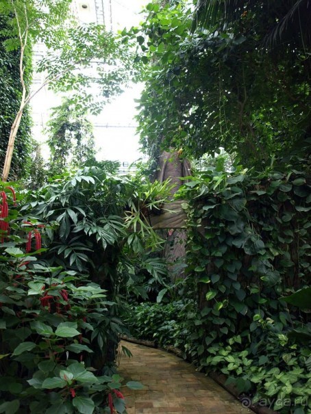 "Мир тропиков" в летней Москве - Фондовая оранжерея главного ботанического сада РАН "Мир тропиков" в летней Москве - Фондовая оранжерея главного ботанического сада РАН