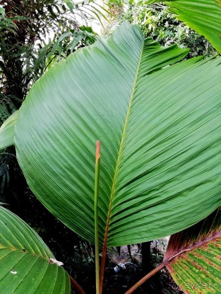 "Мир тропиков" в летней Москве - Фондовая оранжерея главного ботанического сада РАН "Мир тропиков" в летней Москве - Фондовая оранжерея главного ботанического сада РАН