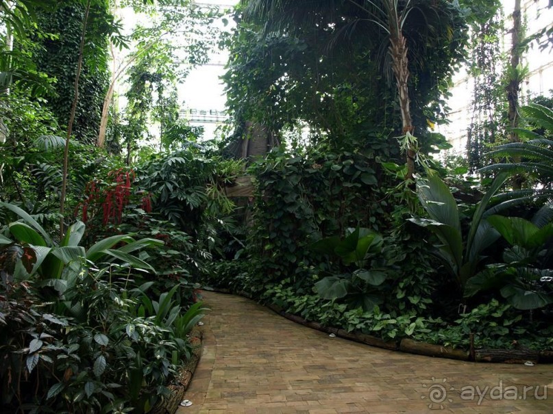 "Мир тропиков" в летней Москве - Фондовая оранжерея главного ботанического сада РАН "Мир тропиков" в летней Москве - Фондовая оранжерея главного ботанического сада РАН
