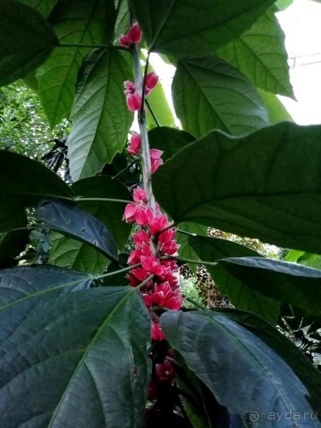 "Мир тропиков" в летней Москве - Фондовая оранжерея главного ботанического сада РАН "Мир тропиков" в летней Москве - Фондовая оранжерея главного ботанического сада РАН