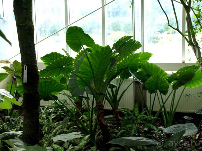 "Мир тропиков" в летней Москве - Фондовая оранжерея главного ботанического сада РАН "Мир тропиков" в летней Москве - Фондовая оранжерея главного ботанического сада РАН