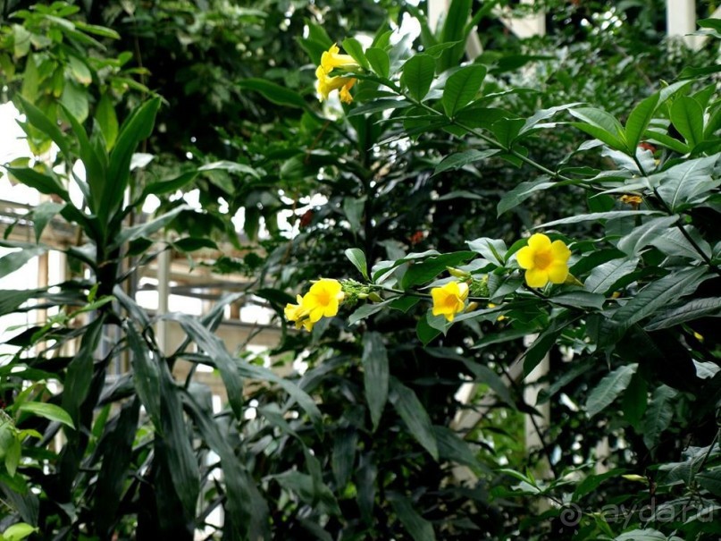 "Мир тропиков" в летней Москве - Фондовая оранжерея главного ботанического сада РАН "Мир тропиков" в летней Москве - Фондовая оранжерея главного ботанического сада РАН