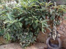 Наше потрясение - Чинар в Туапсе :)