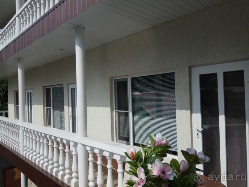 Наше потрясение - Чинар в Туапсе :)