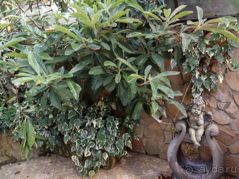 Наше потрясение - Чинар в Туапсе :)