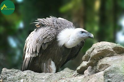 Хосровский Заповедник