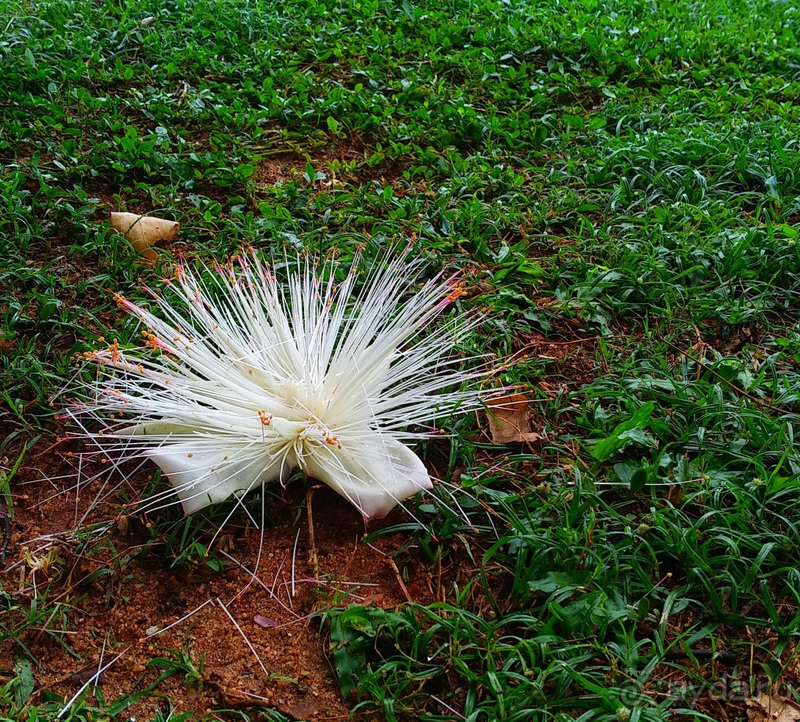 INDURUWA BEACH RESORT /Февраль 2020/