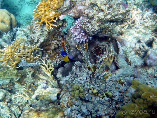 фото Jaz Lamaya Resort