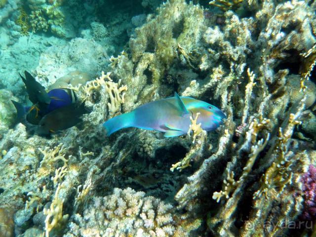 фото Jaz Lamaya Resort