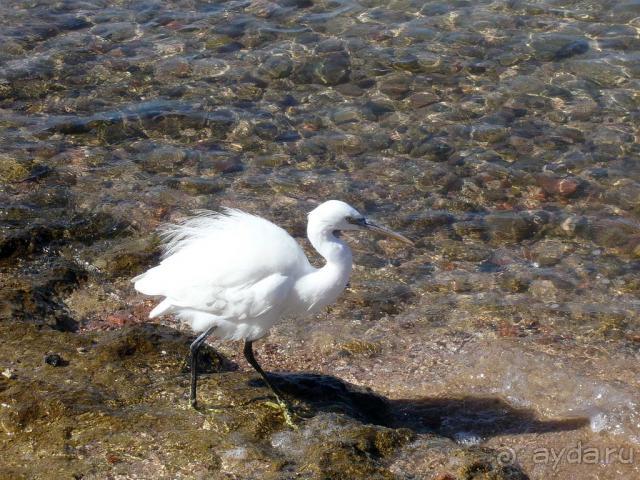 фото Jaz Lamaya Resort