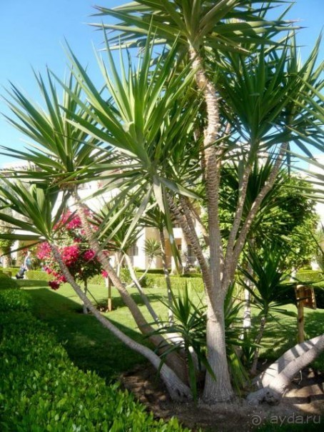 Все зеленое