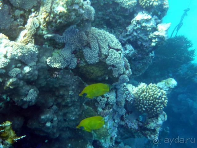 фото Jaz Lamaya Resort