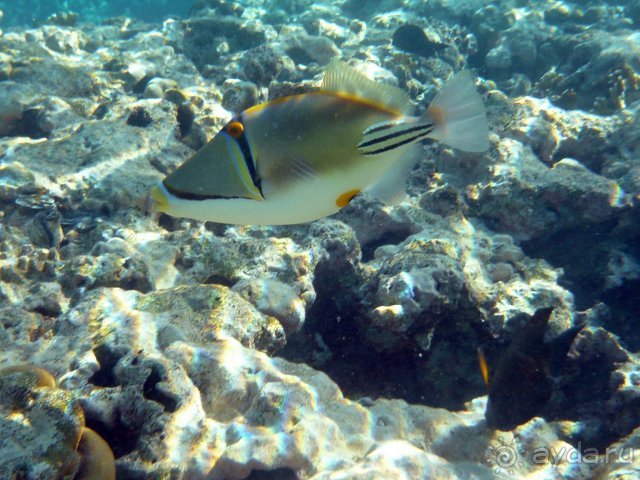 Iberotel Club Fanara - Море