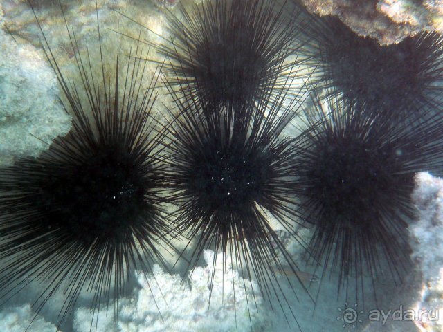 фото Jaz Fanara Resort 