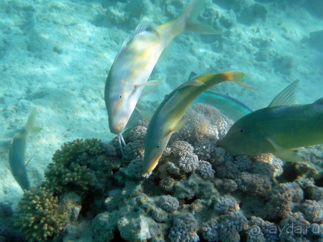 Iberotel Club Fanara - Море