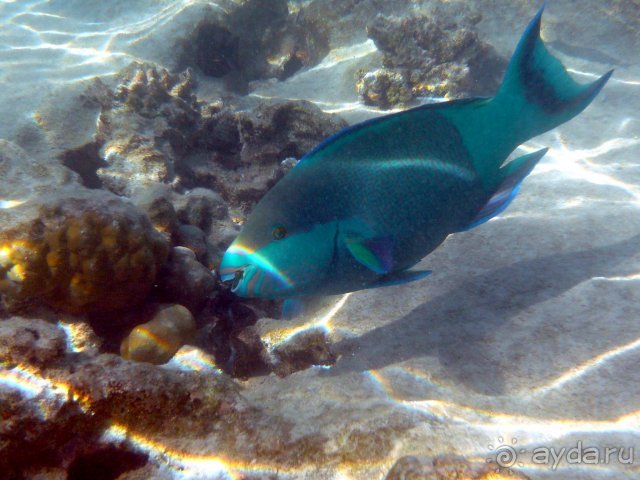 Iberotel Club Fanara - Море