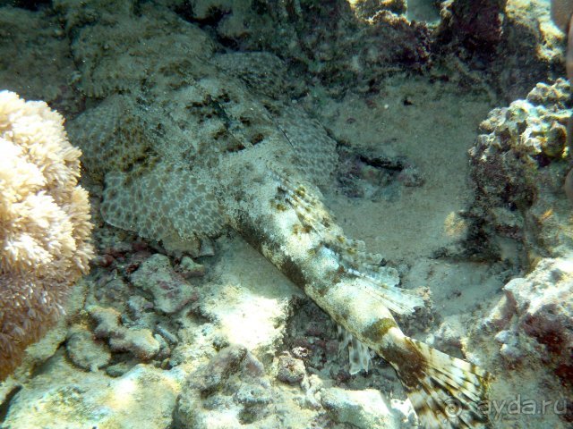 Iberotel Club Fanara - Море